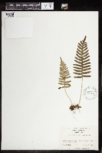 Polypodium virginianum image