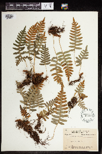 Polypodium virginianum image