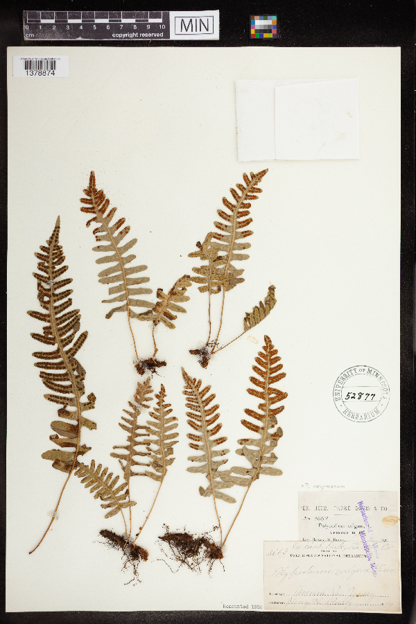 Polypodium virginianum image