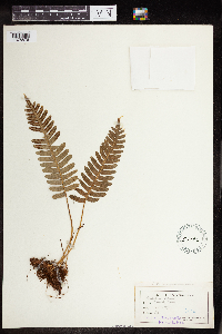 Polypodium virginianum image