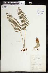 Polypodium virginianum image