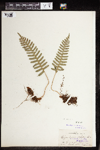 Polypodium virginianum image