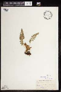 Polypodium virginianum image