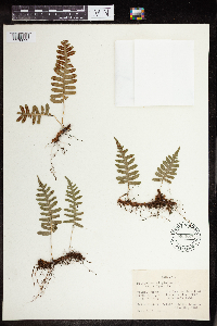 Polypodium virginianum image