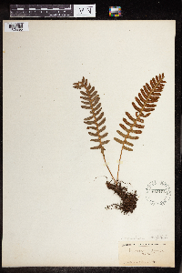 Polypodium virginianum image