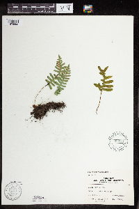 Polypodium virginianum image