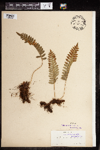 Polypodium virginianum image