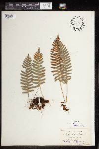 Polypodium virginianum image