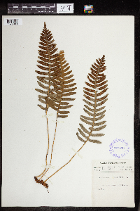 Polypodium virginianum image