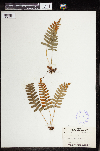 Polypodium virginianum image