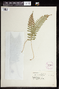 Polypodium virginianum image