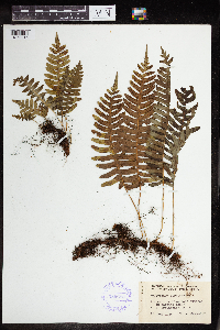 Polypodium virginianum image