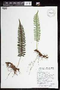 Polypodium virginianum image