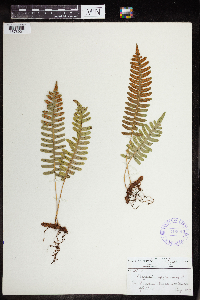 Polypodium virginianum image