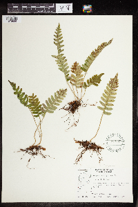 Polypodium virginianum image