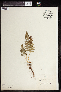 Polypodium virginianum image