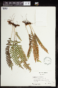 Polypodium virginianum image