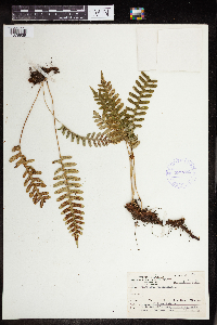 Polypodium virginianum image