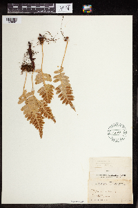 Polypodium virginianum image