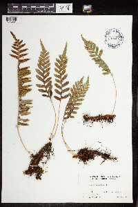 Polypodium virginianum image