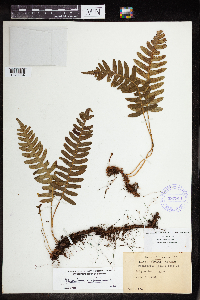 Polypodium virginianum image