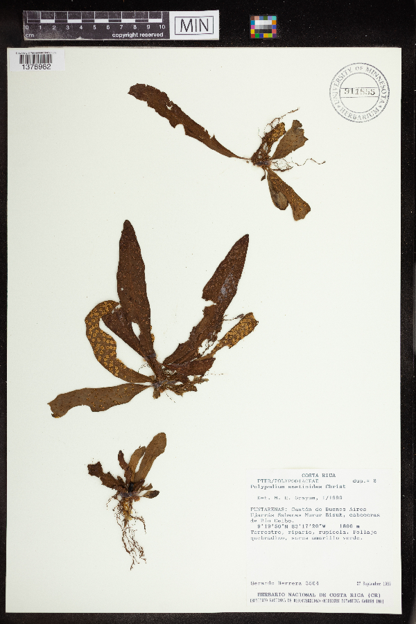 Polypodium anetioides image