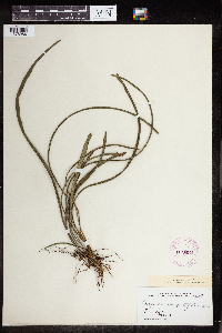 Polypodium angustifolium image