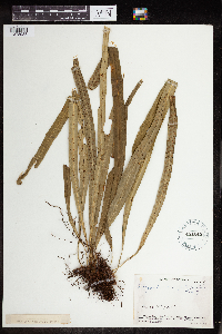 Polypodium angustifolium image