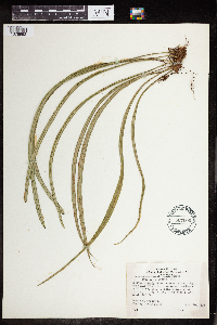 Campyloneurum angustifolium image