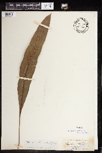 Polypodium aromaticum image