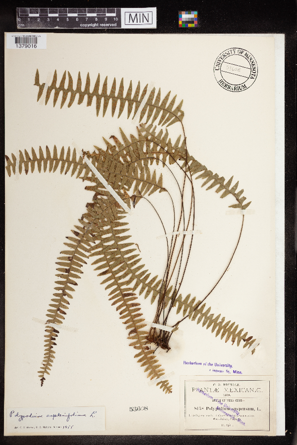Polypodium aspleniifolium image