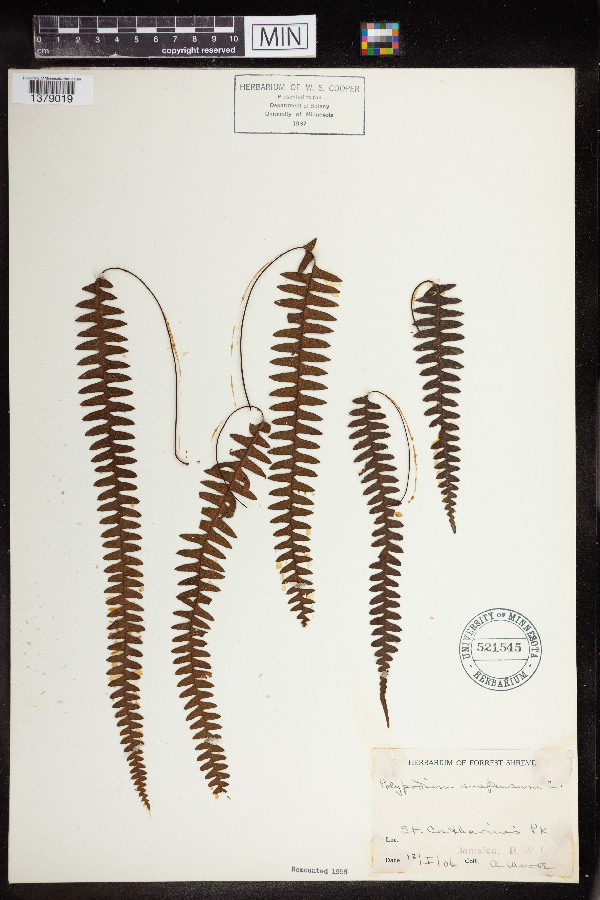 Polypodium aspleniifolium image