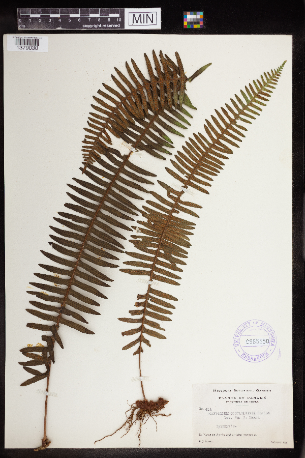 Polypodium costaricense image