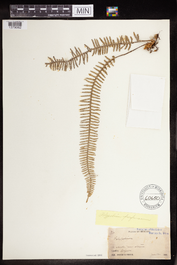 Polypodium furfuraceum image