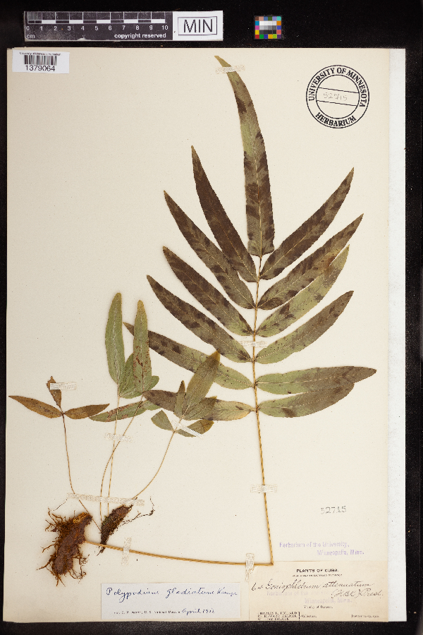 Polypodium gladiatum image
