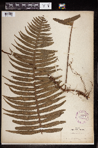 Polypodium loriceum image