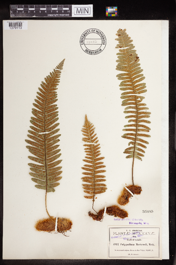 Polypodium martensii image