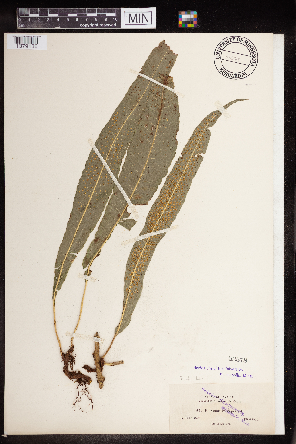 Polypodium repens image