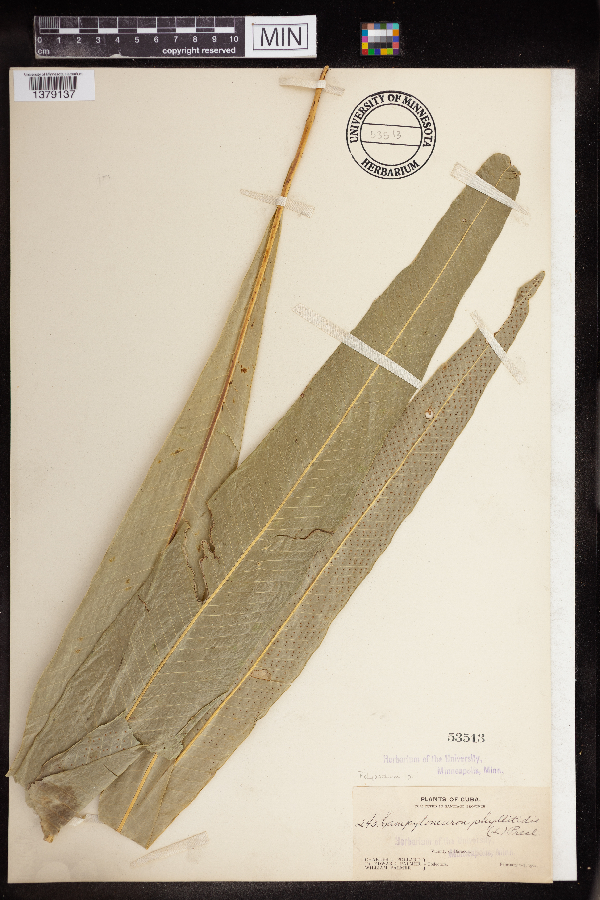 Polypodium phyllitidis image