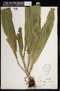 Polypodium phyllitidis image