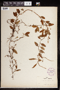 Polypodium piloselloides image