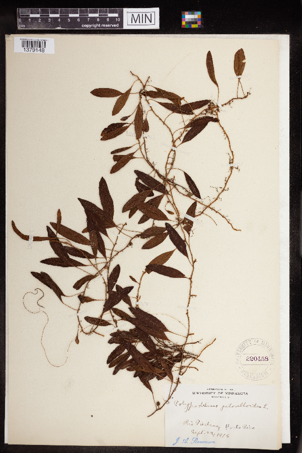 Microgramma piloselloides image