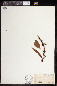 Polypodium piloselloides image