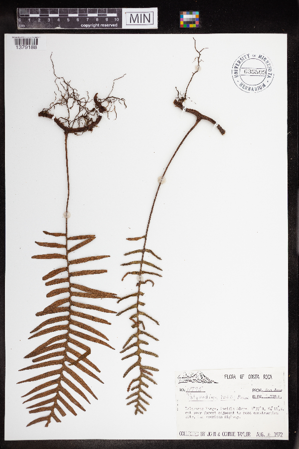 Polypodium rosei image