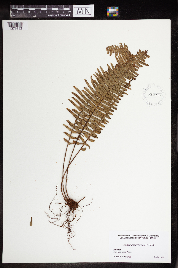 Polypodium semihirsutum image