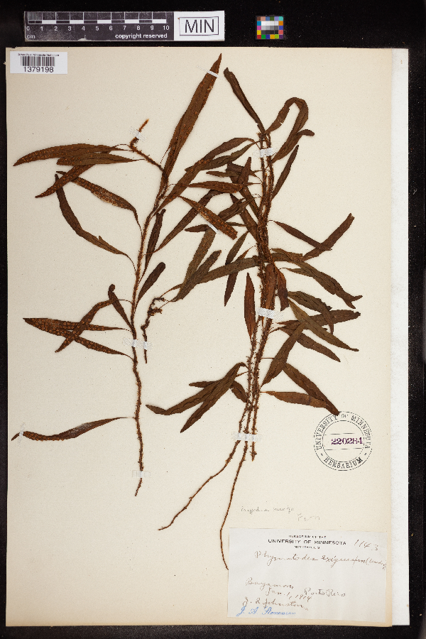 Polypodiaceae image