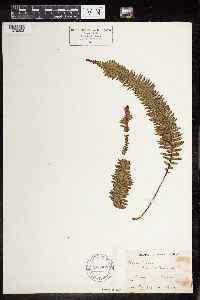 Polypodium taxifolium image
