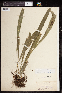 Polypodium vexatum image