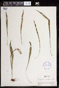 Polypodium vexatum image