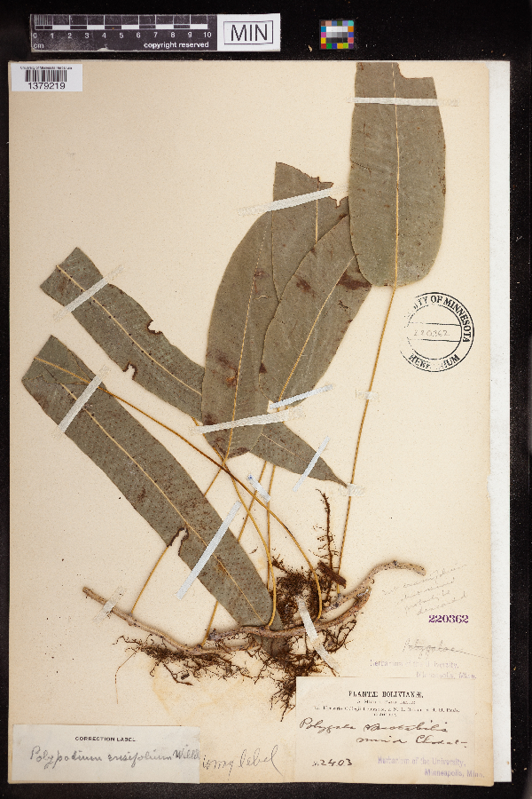 Polypodium ensifolium image